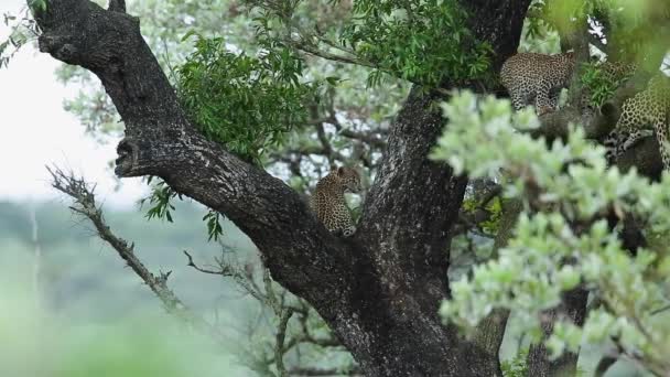 Leopardo Fêmea Com Dois Filhotes Uma Árvore Parque Nacional Kruger — Vídeo de Stock