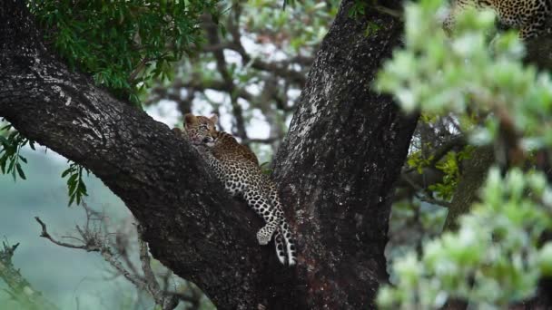 Dos Lindos Cachorros Leopardo Árbol Parque Nacional Kruger Sudáfrica Especie — Vídeo de stock