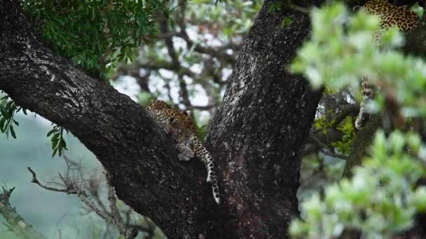 Dois Filhotes Leopardo Bonitos Uma Árvore Parque Nacional Kruger África — Vídeo de Stock