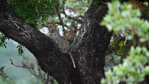 在南非克鲁格国家公园的一棵树上 两只可爱的豹宝宝 特别是猫科动物的Panthera Pardus科 — 图库视频影像