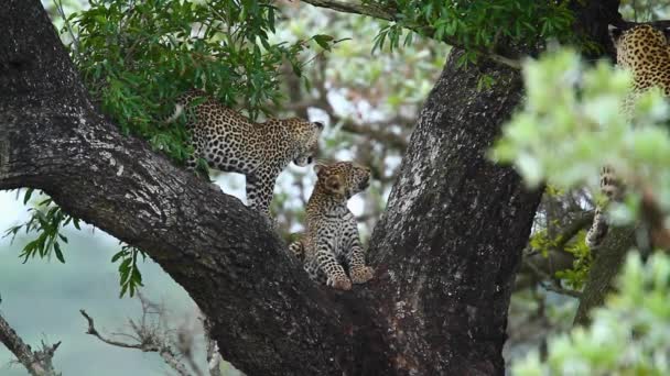 Δύο Χαριτωμένα Μικρά Λεοπάρδαλης Ένα Δέντρο Στο Εθνικό Πάρκο Kruger — Αρχείο Βίντεο
