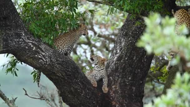 在南非克鲁格国家公园的一棵树上 两只可爱的豹宝宝 特别是猫科动物的Panthera Pardus科 — 图库视频影像