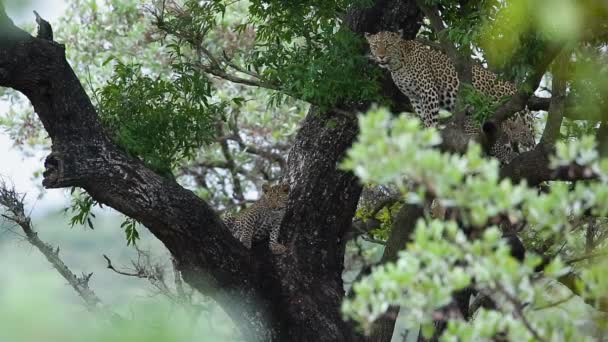 南非克鲁格国家公园的一只雌豹 它在一棵树上养着两只幼崽 — 图库视频影像