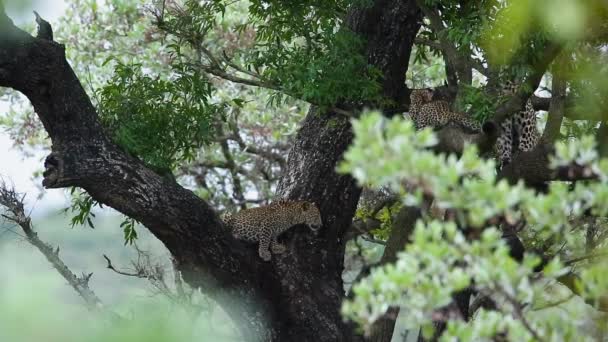 Due Cuccioli Leopardo Tagliati Albero Nel Parco Nazionale Kruger Sud — Video Stock