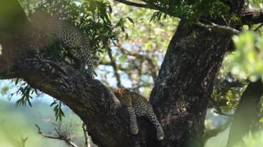 Güney Afrika Kruger Ulusal Parkı 'ndaki bir ağaçtaki iki leopar yavrusu Felidae' deki Specie Panthera pardus ailesi