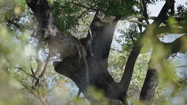 南アフリカのクルーガー国立公園の木のレオパードの女性とキューブ フェルツィオスのスパイナンパンテラパーラファミリー — ストック動画