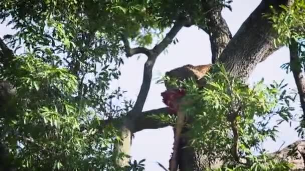 Młody Lampart Zjada Zdobycz Drzewie Parku Narodowym Kruger Republika Południowej — Wideo stockowe