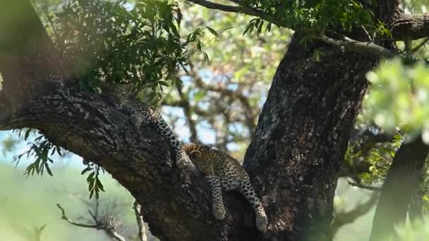 남아프리카 공화국 크루거 국립공원에 나무에 레오파드 펠리다스의 스피어스 판테라 파르두스과 — 비디오