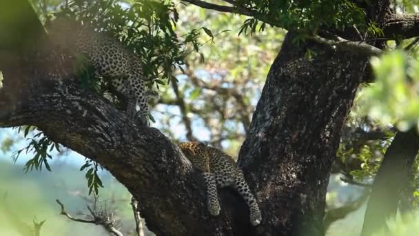 Güney Afrika Kruger Ulusal Parkı Ndaki Bir Ağaçtaki Iki Leopar — Stok video