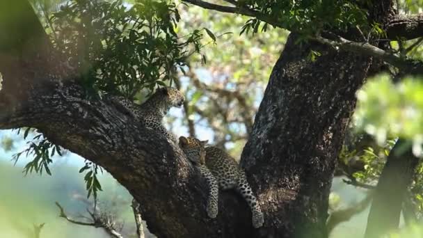 Dos Cachorros Leopardo Árbol Parque Nacional Kruger Sudáfrica Especie Panthera — Vídeo de stock