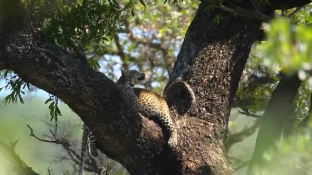Dos Cachorros Leopardo Árbol Parque Nacional Kruger Sudáfrica Especie Panthera — Vídeo de stock