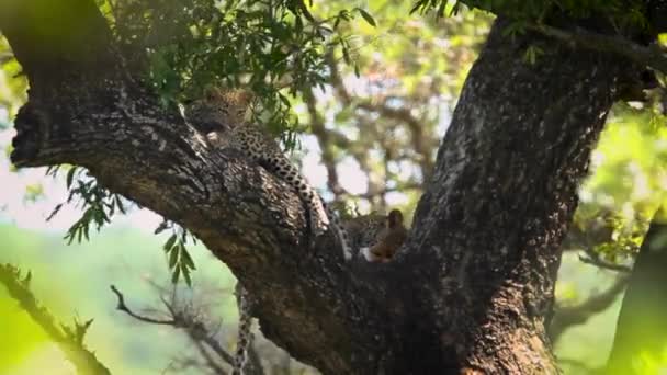 레오파드 남아프리카 공화국 크루거 공원에서 고기의 평화와 Felidae의 스페인 Panthera — 비디오