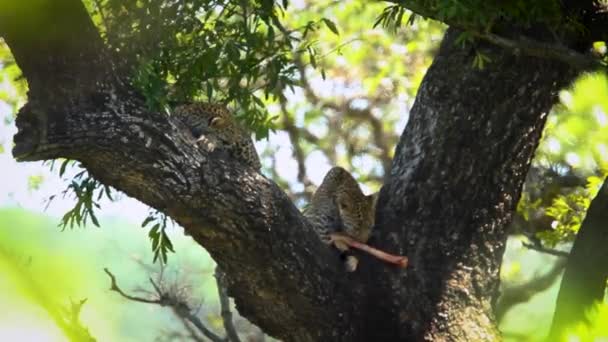 Leopardenjunges Beim Fressen Und Spielen Mit Fleischfrieden Kruger Nationalpark Südafrika — Stockvideo