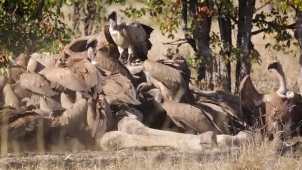 南アフリカのクルーガー国立公園でキラフのカルカスを食べるホワイトバックされたハゲワシのパック アシペトリウス科のアフリカの家族 — ストック動画
