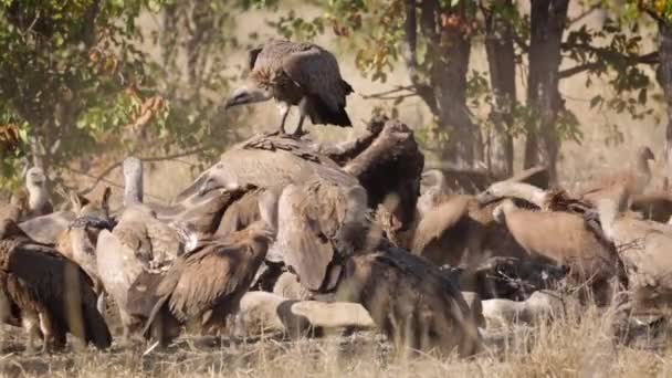 Pack White Backed Vultures Eating Giraffe Carcass Kruger National Park — Video Stock