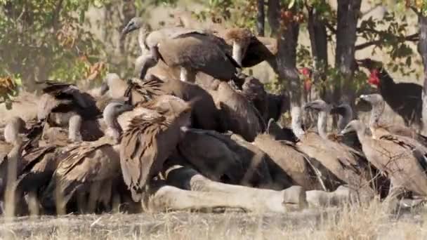 Pack White Backed Vultures Eating Giraffe Carcass Kruger National Park — Video Stock