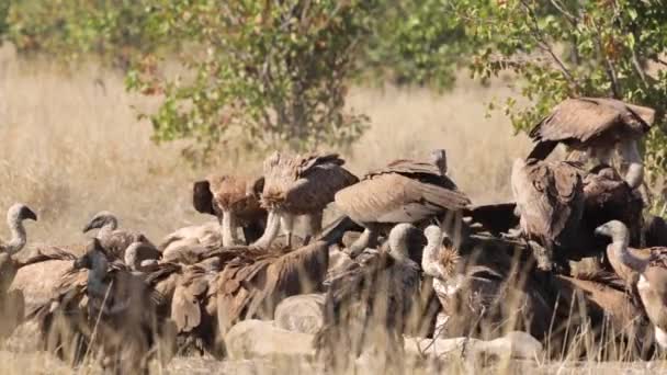 南非克鲁格国家公园 一群白背秃鹫在长颈鹿的尸体上吃着东西 小金丝雀的非洲特产 — 图库视频影像