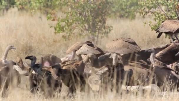 Pack Buitres Blancos Comiendo Cadáver Jirafa Parque Nacional Kruger Sudáfrica — Vídeos de Stock