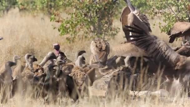Rudel Weißrückengeier Fressen Einem Giraffenkadaver Kruger Nationalpark Südafrika Familie Der — Stockvideo
