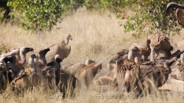 Förpackning Vita Backas Vulturer Äter Giraff Kadaver Kruger National Park — Stockvideo