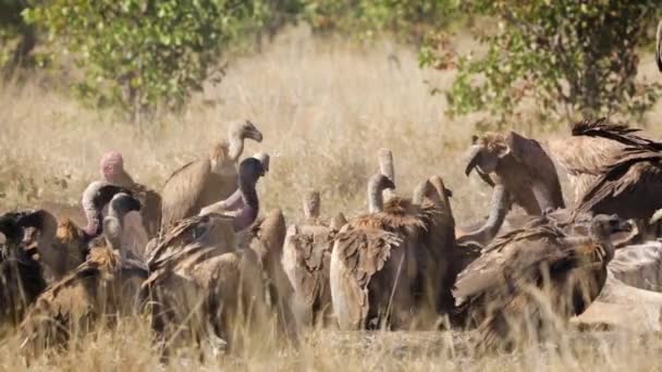 Balíček Bílých Supů Jedoucích Žirafě Krugerově Národním Parku Jižní Africe — Stock video