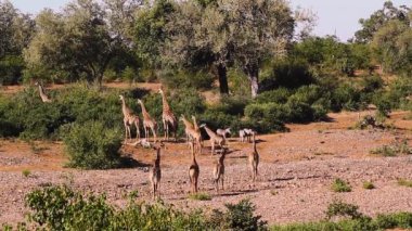 Küçük bir grup zürafa Güney Afrika 'daki Kruger Ulusal Parkı' ndaki kurumuş nehir yatağında yürüyor.