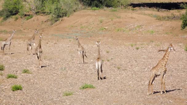 Piccolo Gruppo Giraffe Che Camminano Nel Letto Asciutto Del Fiume — Video Stock