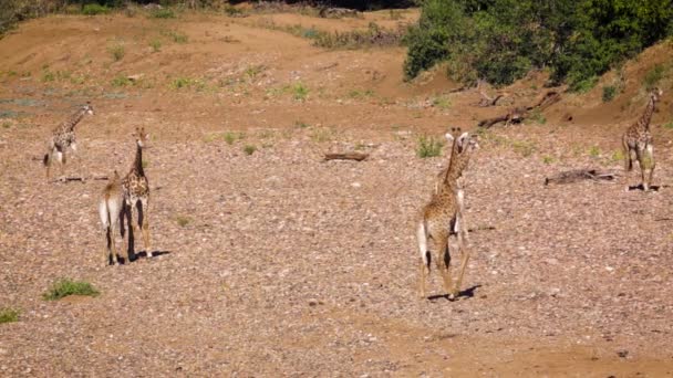 Liten Grupp Giraffer Promenader Torra Flodbädd Kruger National Park Sydafrika — Stockvideo