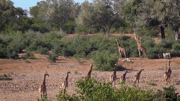 Pequeno Grupo Girafas Caminhando Leito Seco Rio Parque Nacional Kruger — Vídeo de Stock