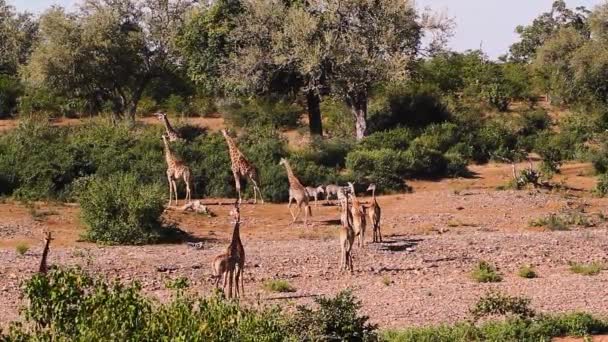 Небольшая Группа Жирафов Гуляет Высохшему Руслу Реки Национальном Парке Крюгер — стоковое видео