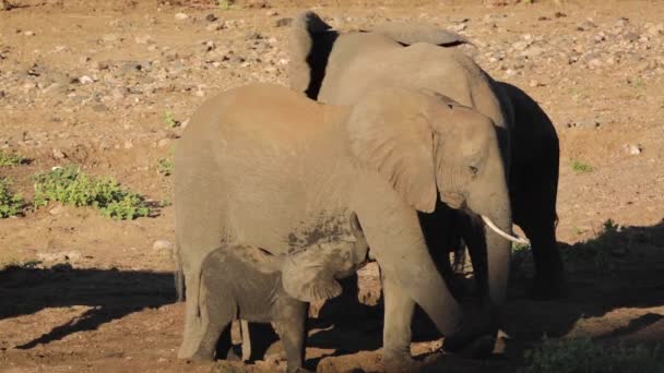 南アフリカのクルーガー国立公園でアフリカのブッシュ象のカルフを吸う母親 エレシャン アフリカのスパイナ ロクソドンタナファミリー — ストック動画