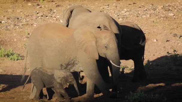 南アフリカのクルーガー国立公園でアフリカのブッシュ象のカルフを吸う母親 エレシャン アフリカのスパイナ ロクソドンタナファミリー — ストック動画