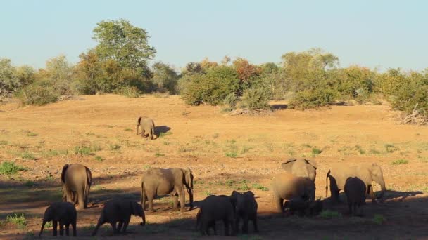 Rebaño Africano Elefantes Con Ternera Lecho Seco Del Río Parque — Vídeo de stock