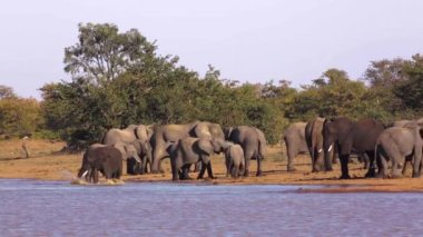 Güney Afrika 'daki Kruger Ulusal Parkı' nda göl kenarında kavga eden Afrika fili sürüsü; Fil giller familyasından Specie Loxodonta africana