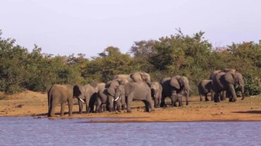 Güney Afrika 'daki Kruger Ulusal Parkı' nda göl kenarında kavga eden Afrika fili sürüsü; Fil giller familyasından Specie Loxodonta africana