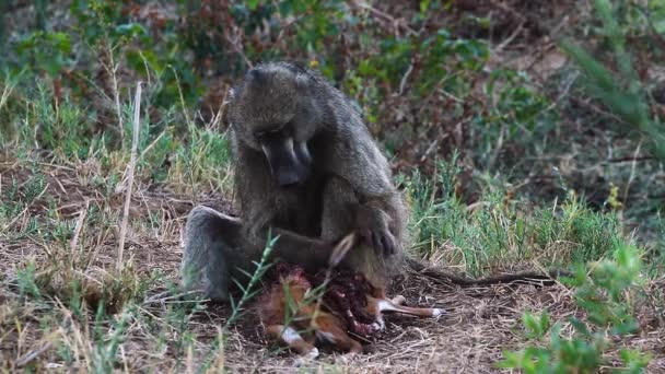 Chacma Μπαμπουίνος Τρώει Ένα Νεκρό Μωρό Αντιλόπη Στο Kruger National — Αρχείο Βίντεο
