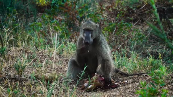 Babuino Chacma Comiendo Antílope Bebé Muerto Parque Nacional Kruger Sudáfrica — Vídeo de stock