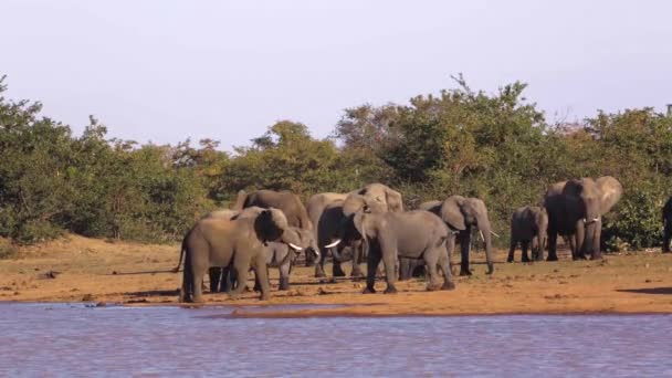 南アフリカのクルーガー国立公園の湖側で2つの戦いを持つアフリカの茂みの象の群れ エレシャンガーのスパイナ ロクソドンタ アフリカの家族 — ストック動画