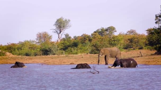 南アフリカのクルーガー国立公園でアフリカのブッシュ象の入浴と水遊び エレシャン アフリカのスパイナ ロクソドンタナファミリー — ストック動画