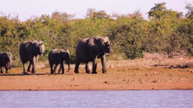 Güney Afrika 'daki Kruger Ulusal Parkı' nda göl kenarında yürüyen küçük bir Afrika fili grubu ve Fil familyasından Specie Loxodonta africana.