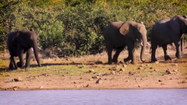 Güney Afrika 'daki Kruger Ulusal Parkı' nda göl kenarında yürüyen bir grup Afrika fili; Fil takımından Specie Loxodonta africana ailesi