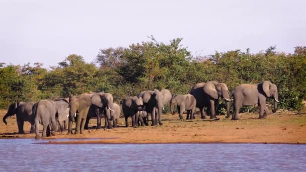 Gruppe Afrikanischer Buschelefanten Die Entlang Der Seeseite Kruger Nationalpark Südafrika — Stockvideo