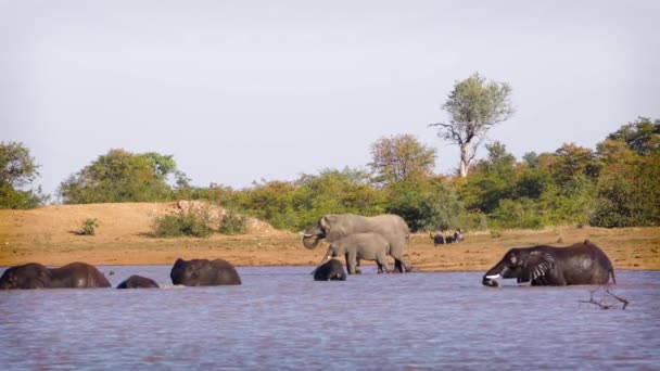 Grupo Elefantes Arbustos Africanos Que Bañan Divierten Agua Parque Nacional — Vídeo de stock