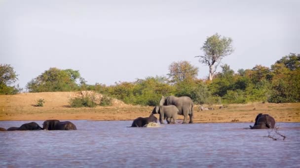 Afrikanische Buschelefantengruppe Beim Baden Und Spaß Wasser Kruger Nationalpark Südafrika — Stockvideo