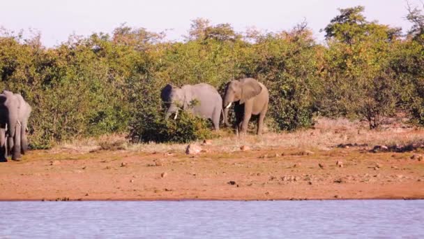 Groep Van Afrikaanse Struik Olifant Wandelen Langs Het Meer Kruger — Stockvideo