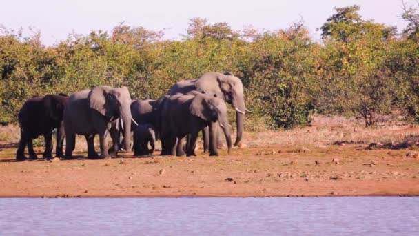 南アフリカのクルーガー国立公園の湖側に沿って歩くアフリカの茂みの象のグループ エレシャン アフリカのスパイナ ロクソドンタナファミリー — ストック動画