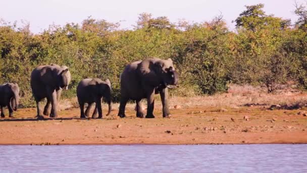 南アフリカのクルーガー国立公園の湖側に沿って歩くアフリカの茂みの象の小さなグループ エレシャンガーのスパイナ ロクソドンタ アフリカの家族 — ストック動画