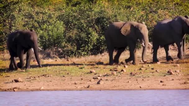 Grupo Elefantes Arbustos Africanos Caminando Largo Del Lado Del Lago — Vídeo de stock