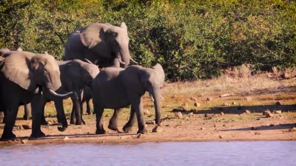 Grupp Afrikanska Buske Elefant Promenader Längs Sjön Sida Kruger Nationalpark — Stockvideo