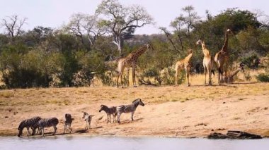 Giraffe and plains zebras drinking in lake in Kruger National park, South Africa ; Specie Giraffa camelopardalis family of Giraffidae